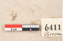 Foto (Detailansicht) von Taxodium distichum miocenicum Heer (NHMW-GEO-2024-0188-6411)